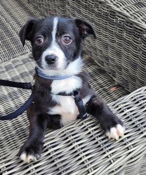 Zuckersüßer, kleiner Nacho......