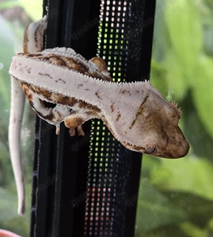 Kronengecko Tricolor Lilly White 0.0.1