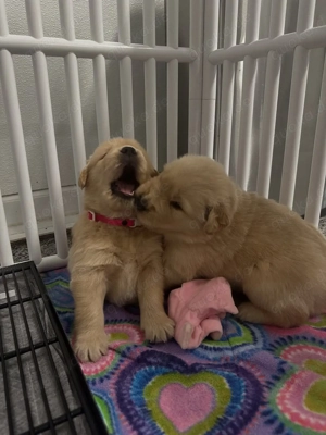 Zwei wunderschöne Golden-Retriever-Welpen (ein Rüde und eine Hündin)