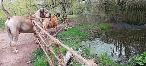Bauland (  in Reichweiler, für 'Seniorenwohnheim' ...ca.1500m2 voll erschlossen