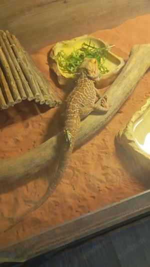 Bartagame mit Terrarium abzugeben 