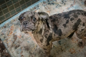 *FRANKA* Die Französische Bulldogge - Mix - sucht ein liebevolles Zuhause