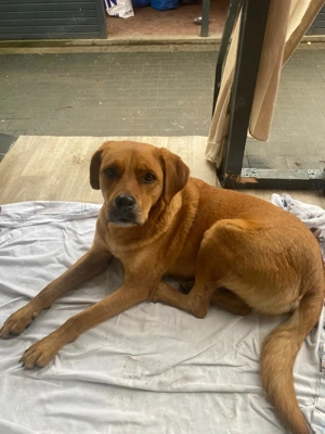 Hund sucht ein liebevolles Zuhause (Ohne finanzielles Interesse)