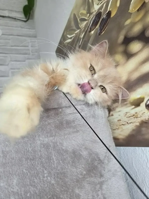 Perser Kater 1,5 Jahre alt