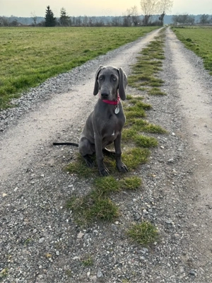 Weimaraner Welpe Junghund 