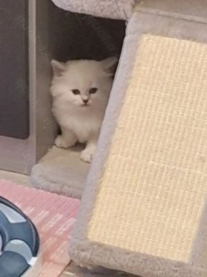 BKH und BLH Kitten mit Blau Augen Bild 9