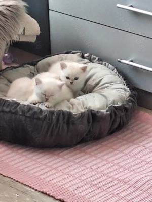 BKH und BLH Kitten mit Blau Augen Bild 10