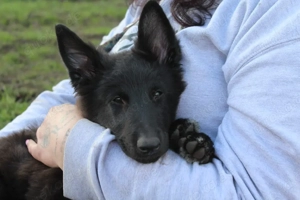 Gorendal Hündin sucht 13 wochen alt