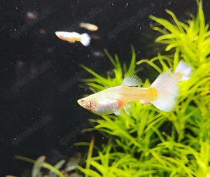Gubbys Platinum White Albino Topaz 