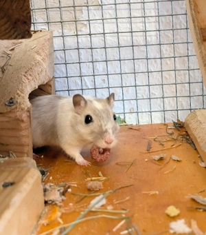 Weibliche Rennmaus sucht neues Zuhause 