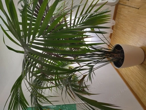 Zimmerpflanze mit Topf über 200 cm hoch 