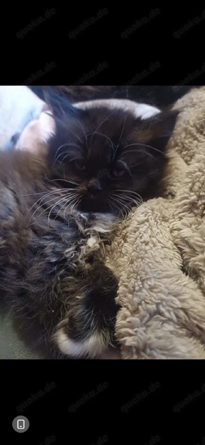 kleines süsses perser Kätzchen kitten 