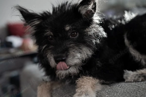 Nelly - schenkst du ihr ein endgültiges Zuhause?