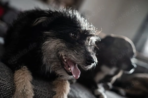 Nelly - schenkst du ihr ein endgültiges Zuhause?