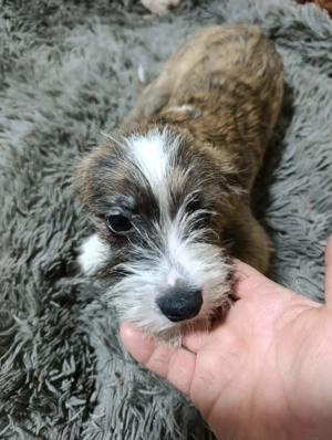 Der kleine Ewoki sucht ein liebevolles Zuhause Bild 3