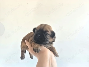 Reinrassiger Shih Tzu Rüde 