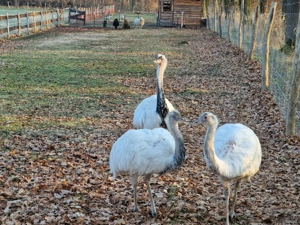 Nandu, Hahn, weiss, geschlechtsreif Bild 3