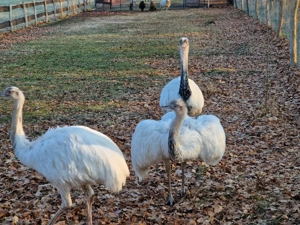 Nandu, Hahn, weiss, geschlechtsreif