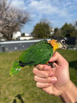 Grünzügelpapageien Babys. Zur Handaufzucht 