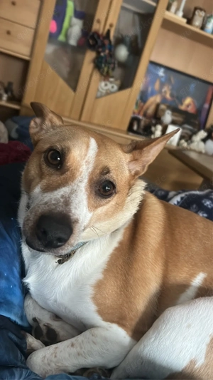 ich suche neue hunde 