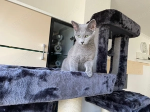  Kastrierte Russisch Blau  mit Stammbaum Bild 2