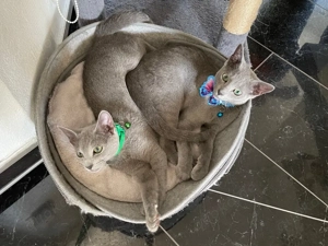  Kastrierte Russisch Blau  mit Stammbaum