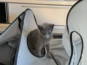  Kastrierte Russisch Blau  mit Stammbaum Bild 3