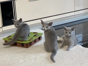 Reinrassige Russisch Blau Kitten mit Stammbaum