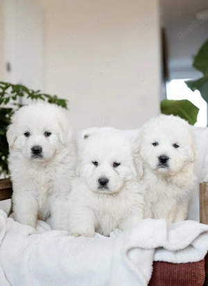 Owczarek Podhalanski