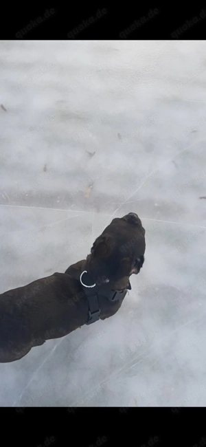 Französische bulldogge mix Hündin 