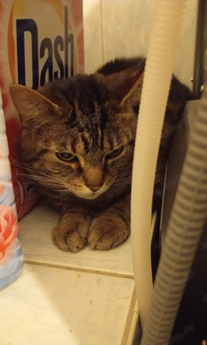 Katzendame sucht ein Zuhause  mit kompletten Zubehör 