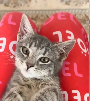 süße jung Katze abzugeben