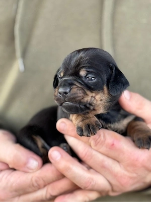 Dackel-Mix Welpen   liebevoll aufgezogen   bereit für ihr neues Zuhause   