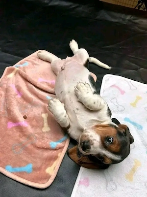 Entzückende Basset-Hound-Welpen zur Adoption