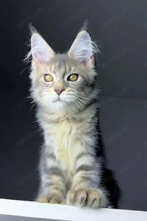 Edle Golden Maine Coon Kitten (3 Monate)   1 Kater & 2 Damen