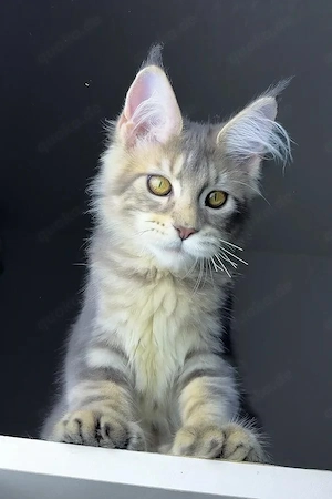 Seltene Polydaktyl Maine Coon Dame (5 Monate) in Blue Golden