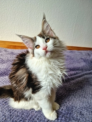 Maine Coon Kittenmädchen mit Stammbaum aus N N Verpaarung