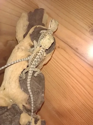 Süße Farb-Bartagamen Babys Pogona vitticeps liebevoll aufgezogen verschiedene Farben & Zeichnungen