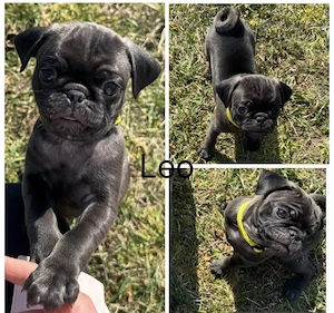 Edel schwarze Altdeutsche Möpse