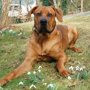 Cadillac - 10 Monate - Ridgeback Doggen Mix - Tierhilfe Franken e.V. Bild 10