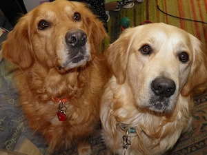 SUCHEN Golden Retriever ab 2 Jahren