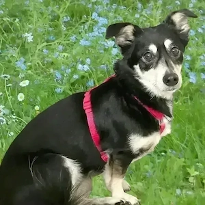 Jessymaus - 9 Jahre - Mix - Tierhilfe Franken e.V.