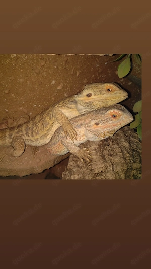  Süße Farb-Bartagamen Babys Pogona vitticeps liebevoll aufgezogen verschiedene Farben & Zeichnungen