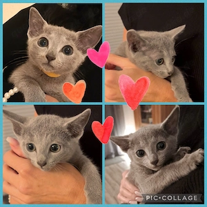 4 Russisch Blau Damen, amerikanischer Typ 