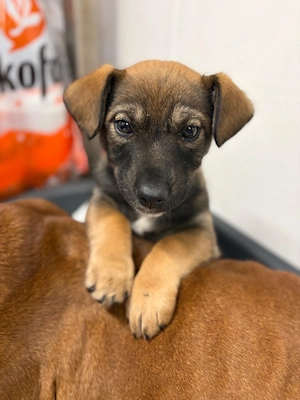 Welpe *KARLI* - wer hat für mich ein Zuhause?