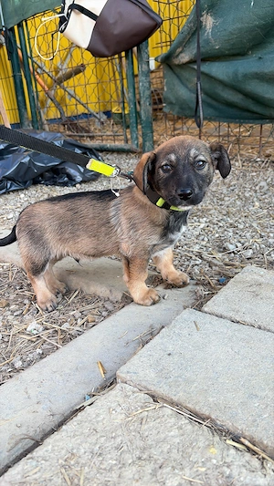 Welpe *KARLI* - Ich bin welpentypisch lieb, aktiv und verspielt und suche ein liebevolles Zuhause