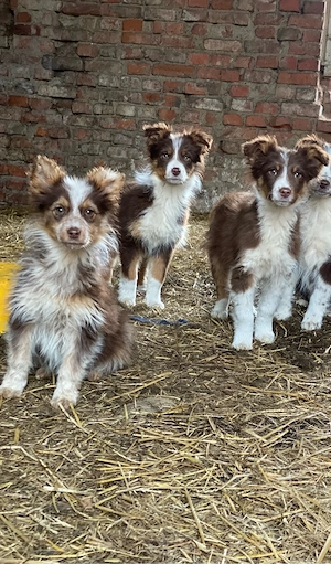 Australien Sheperd welpen