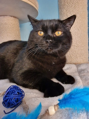 BKH Deckkater mit Stammbaum, cinnemon Träger. 