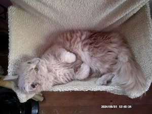 Lieber hundeverträglicher ausnahmeschöner creme gestromter Perser - Türkisch-Angora - Hybrid - Kater