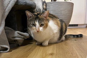 Pixi und Bella - 3 Jahre - europäische Kurzhaar - Tierhilfe Franken e.V.